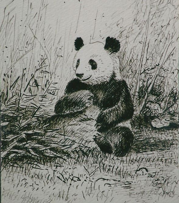 Panda IV